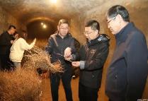 內(nèi)蒙古啟動“綠劍2025”行動為“三北”工程種苗質(zhì)量把關(guān)