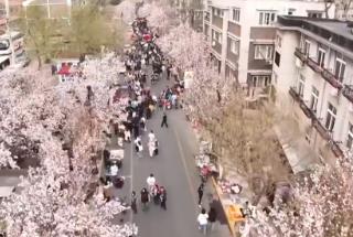 “海棠限定”“津”日芳華“低空踏青” 春日儀式感提振消費(fèi)