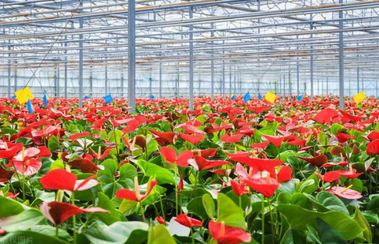 年產(chǎn)值超5000億元！“鮮花經(jīng)濟(jì)”一路生花
