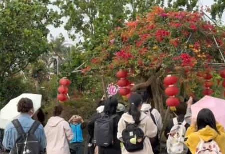 花經(jīng)濟(jì)“四季常開(kāi)” “花卉+”創(chuàng)新升級(jí)激活文旅市場(chǎng)新動(dòng)能