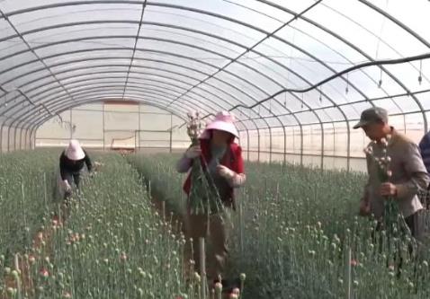 “鮮花經(jīng)濟”一路生花！我國花卉海外貿(mào)易持續(xù)增長 產(chǎn)業(yè)競爭力顯著增強