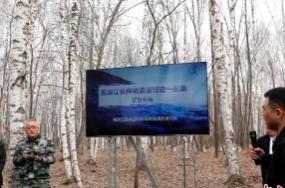 黑龍江：今年預(yù)計(jì)采集20萬(wàn)噸樺樹汁 帶動(dòng)林區(qū)增收超4億元