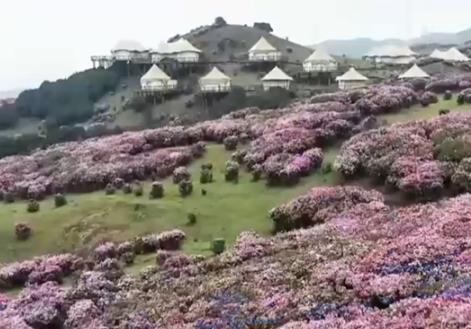 “賞花游”帶火鄉(xiāng)村文旅消費(fèi) 春日經(jīng)濟(jì)“一路繁花”繪就活力圖景