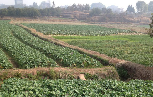 “藏糧于制”釋放農(nóng)業(yè)發(fā)展?jié)撃?></a></div><!-- img end -->	<div   id=