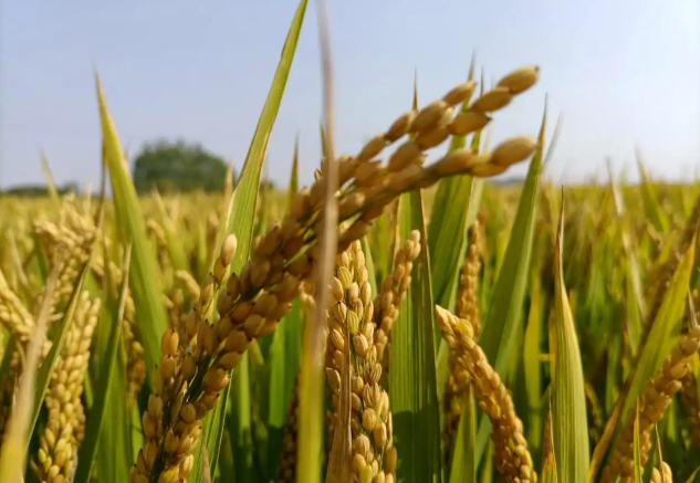 我國科學(xué)家成功繪制“野生稻-栽培稻泛基因組圖譜”