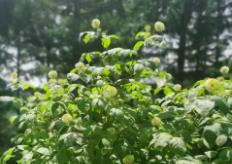 黑龍江：穩(wěn)步推進經(jīng)濟作物產(chǎn)業(yè)高質(zhì)量發(fā)展