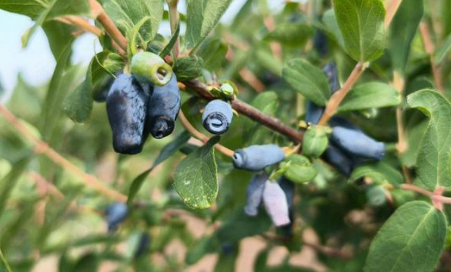 夯實(shí)森林糧庫 助力產(chǎn)業(yè)發(fā)展 “森林食品”兩個(gè)團(tuán)體標(biāo)準(zhǔn)在京發(fā)布