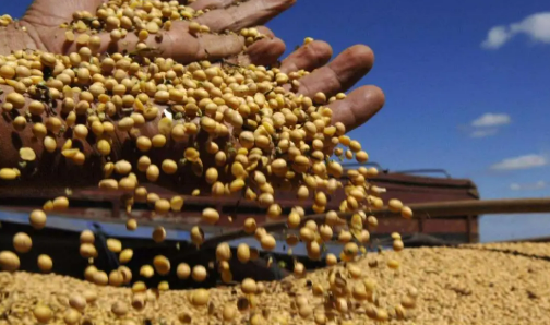 糧食進口下降釋放什么信號