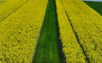 豐收在望！今年我國冬油菜面積1.1億畝 連續(xù)7年增加