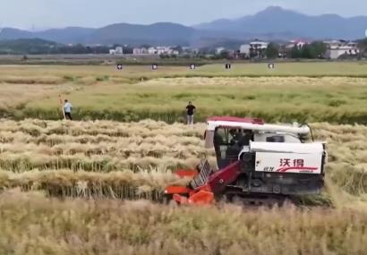 豐收在望！“稻—稻—油”三熟制種植模式下 油菜單產(chǎn)刷新紀錄