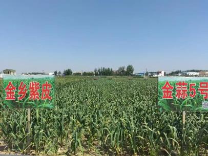 “大蒜之鄉(xiāng)”山東金鄉(xiāng)如何以“種”會友擦亮大蒜金字招牌？