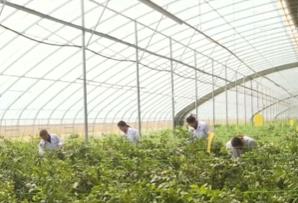 果樹“打吊瓶”、無人駕駛播種機……科技“金鑰匙”解鎖鄉(xiāng)村振興新圖景