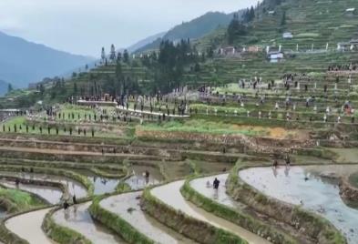 開秧門、采櫻桃……打好地方“特色牌” 農(nóng)文旅融合撐起村民“錢袋子”