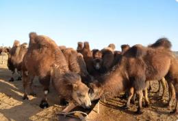 伊利與“中國駝奶之鄉(xiāng)”阿拉善右旗政府達(dá)成戰(zhàn)略合作