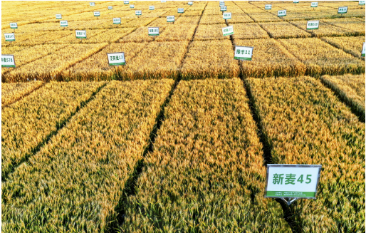 中原農(nóng)谷育新種迎豐年——探訪產(chǎn)糧大省河南的農(nóng)業(yè)“芯”科技