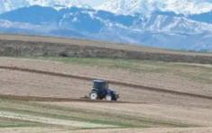 “中國鷹嘴豆之鄉(xiāng)”新疆木壘縣12萬畝鷹嘴豆全面開播