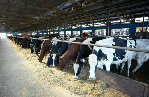 農(nóng)業(yè)農(nóng)村部將實施養(yǎng)殖業(yè)節(jié)糧行動