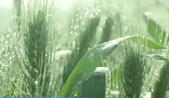 夏糧進(jìn)入產(chǎn)量形成關(guān)鍵期 春播迎來高峰