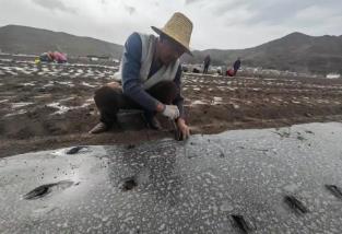 “中國當(dāng)歸之鄉(xiāng)”迎來新變化