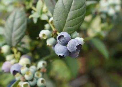 杭州“蜜梨之鄉(xiāng)” 又因?yàn)樗{(lán)莓“火出圈”了