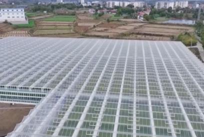 畝產(chǎn)增收6000元+全年多輪采收：智慧農(nóng)業(yè)帶來真金白銀