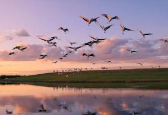黑龍江生物多樣性保護(hù)成效顯著：山水成寶藏 萬物競自由