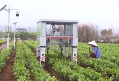 鮮花顏值變?yōu)榻?jīng)濟(jì)產(chǎn)值 “農(nóng)文旅+智慧農(nóng)業(yè)”奏響鄉(xiāng)村振興“奮進(jìn)曲”