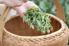 河南信陽推動“茶+”融合發(fā)展