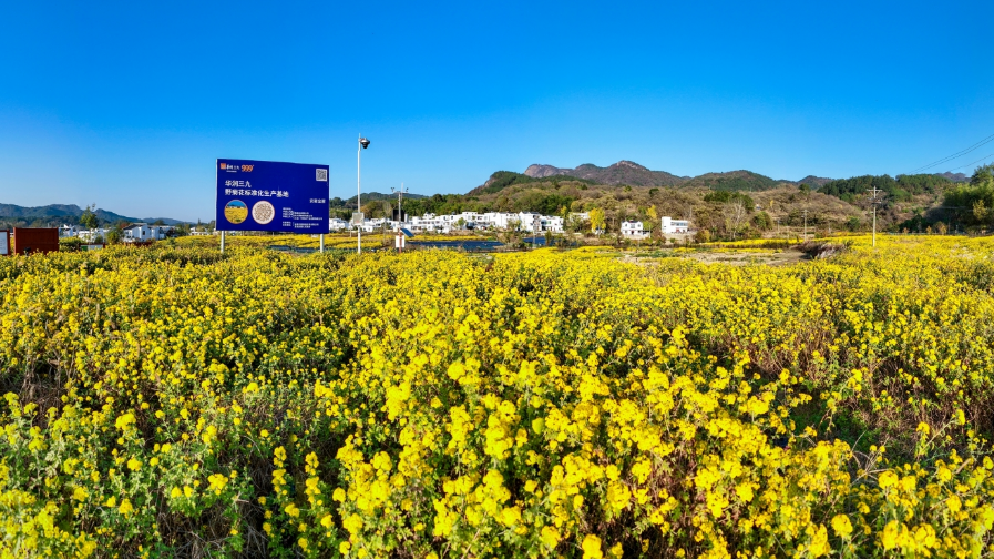 華潤三九打造中藥新質(zhì)生產(chǎn)力，推動行業(yè)高質(zhì)量發(fā)展