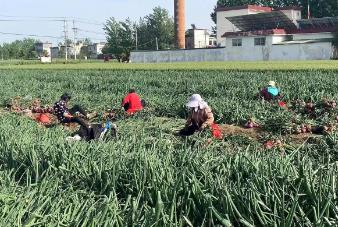 河南新野上港鄉(xiāng)：“洋蔥之鄉(xiāng)”繪就富民新圖景