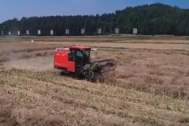 單產(chǎn)提升在望！高油高產(chǎn)品種增產(chǎn) 牢牢守住“糧袋子”拎穩(wěn)“油瓶子”