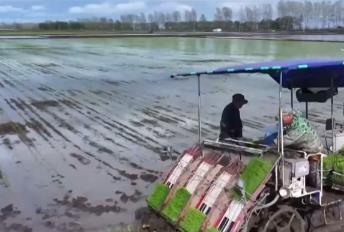 “新農(nóng)機+新品種”助力增產(chǎn)增收 在希望的田野上 “豐”景可期