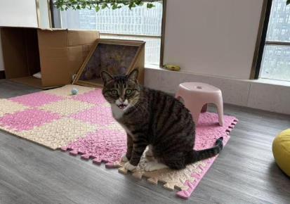 動物變身“療愈師” 助力兒童心理康復(fù)