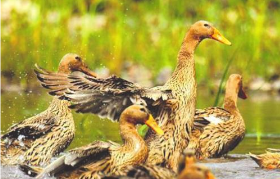 全產(chǎn)業(yè)鏈產(chǎn)值突破二十三億元平臺+產(chǎn)業(yè)，縉云麻鴨越“飛”越高