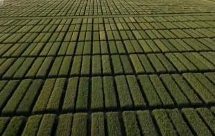 新品種“同田競秀”種出新希望 科技農(nóng)業(yè)“金種子”夯實豐產(chǎn)基礎(chǔ)