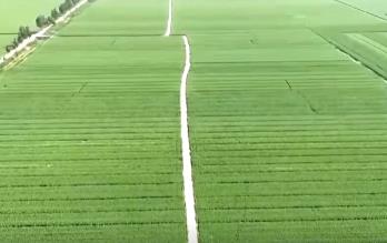 “科技護航+精準(zhǔn)服務(wù)”保豐收 希望田野上繪就“三夏”農(nóng)忙好“豐”景