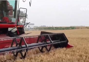 夯實豐收 端牢飯碗！小麥主產(chǎn)區(qū)增強服務(wù)保障 全力護航“三夏”機收
