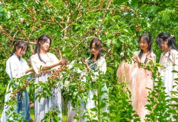 “中國桑椹之鄉(xiāng)”迎來采摘季