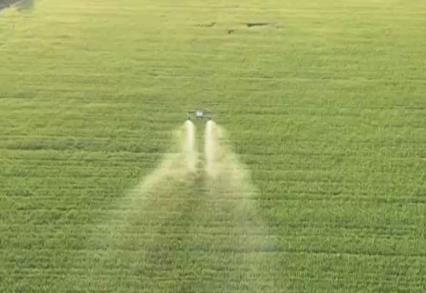 護(hù)航小麥穩(wěn)產(chǎn)豐收 田間管理舉措“一噴三防”到底是什么？