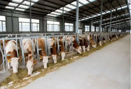 內(nèi)蒙古察右前旗：做強(qiáng)牛產(chǎn)業(yè) 