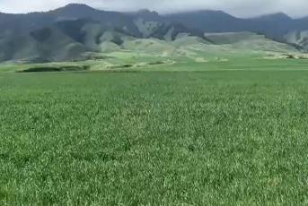 好山好水孕育好莊稼 天山腳下數(shù)萬畝優(yōu)質(zhì)小麥長勢(shì)正好