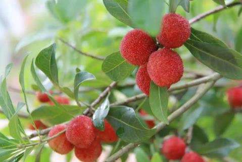 “中國(guó)楊梅之鄉(xiāng)”的楊梅熟了 色澤烏紅、酸甜可口