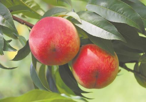 福建成功選育首個人工雜交早熟黃桃品種