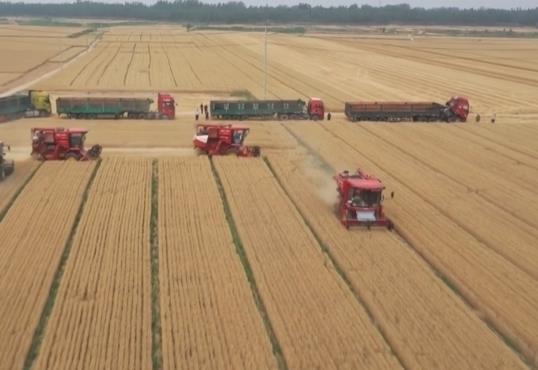 由“看天吃飯”轉(zhuǎn)向“旱澇保收” 小麥豐收新麥上市 價格有望穩(wěn)中有升