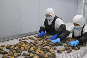 小鮑魚(yú)闖出大市場(chǎng)——中國(guó)鮑魚(yú)之鄉(xiāng)連江持續(xù)吃透“一粒鮑”