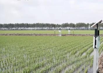 小麥收獲、圓蔥產(chǎn)銷旺、水稻長勢好……鄉(xiāng)村處處是“豐”景