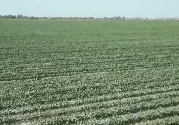 4482.3萬畝，“智慧管家”賦能！棉花種植數(shù)字化、精準化、遠程化