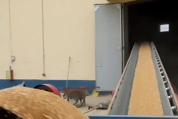 購銷活躍、市場平穩(wěn)、優(yōu)糧優(yōu)價！多舉措保障農(nóng)民賣“明白糧”“舒心糧”