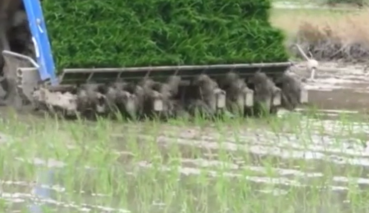 全國已夏播糧食2.7億畝 進度過半