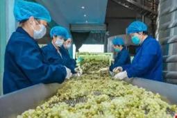 國內首株干白葡萄酒本土釀酒酵母實現(xiàn)量產(chǎn)